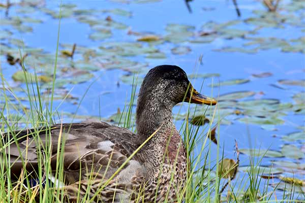 Enten - Biotop der Schwarze Lacke